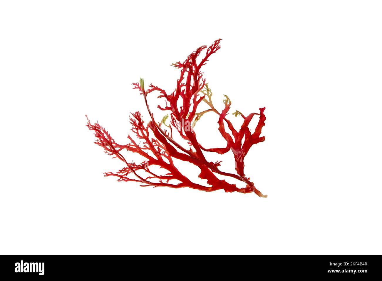 Algas rojas o ramas de algas aisladas sobre blanco. Foto de stock