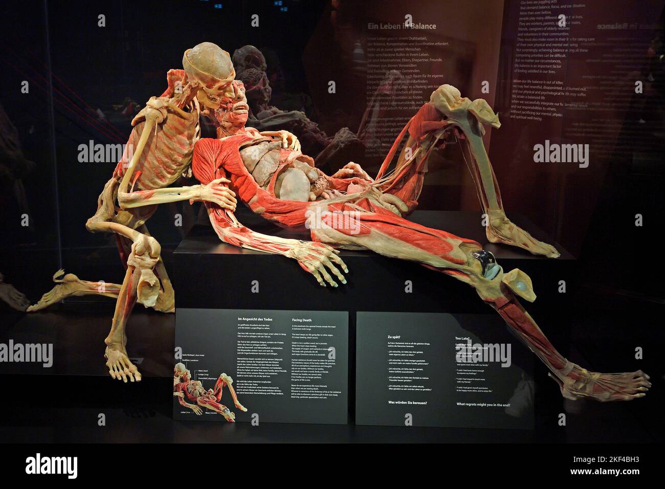Präparat, Plastinat, menschliches Paar, Museo Körperwelten, Museo Menschen, Berlín, Alemania Foto de stock
