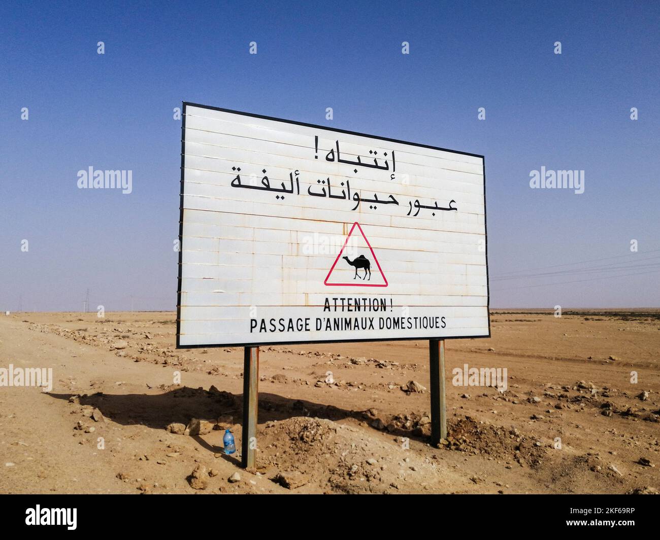 Marruecos, Sáhara Occidental, alrededores de Dakhla, cuidado con los camellos Foto de stock