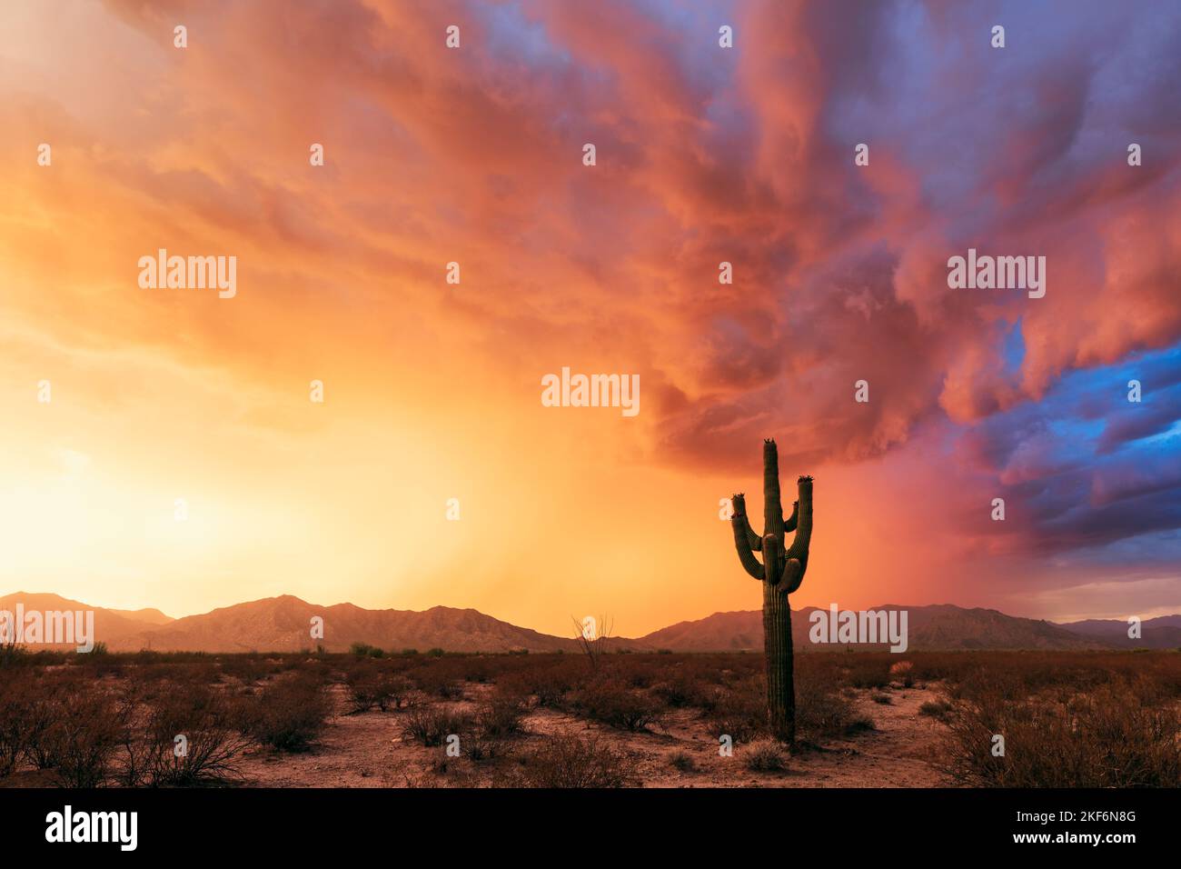 Paisaje escénico de puesta de sol en el Desierto de Sonora con lluvia y un solitario cactus Saguaro cerca de Salome, Arizona Foto de stock