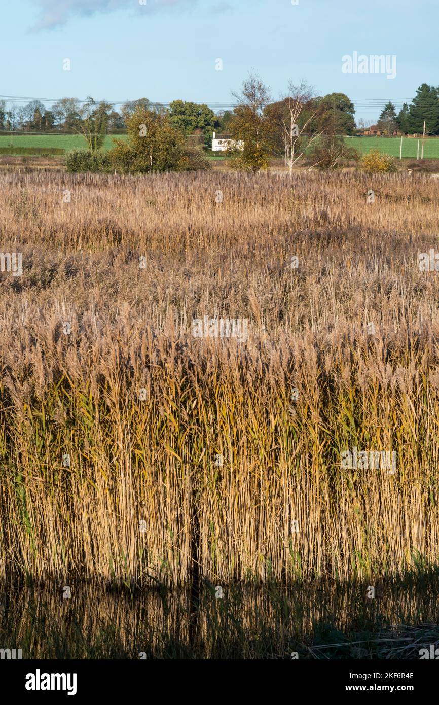 Raspar piel 1 fotografías e imágenes de alta resolución Alamy