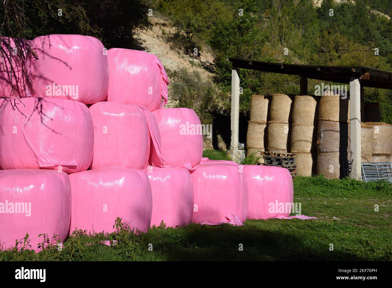 Balas de heno rosa o balas de paja cubiertas de impactante plástico rosa o politeno y granero de heno en la granja en los Alpes-de-Haute-Provence Francia Foto de stock