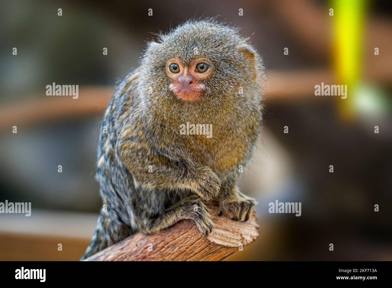 Monos dedos fotografías e imágenes de alta resolución - Alamy