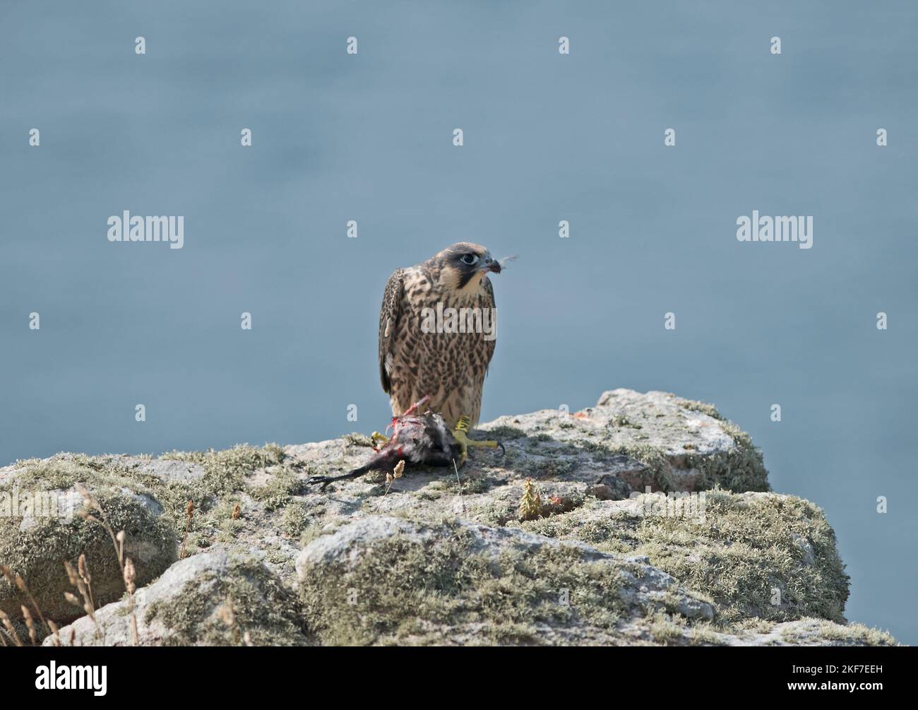 Retrato de un joven halcón peregrino comiendo presa en la costa de Cornualles. Foto de stock