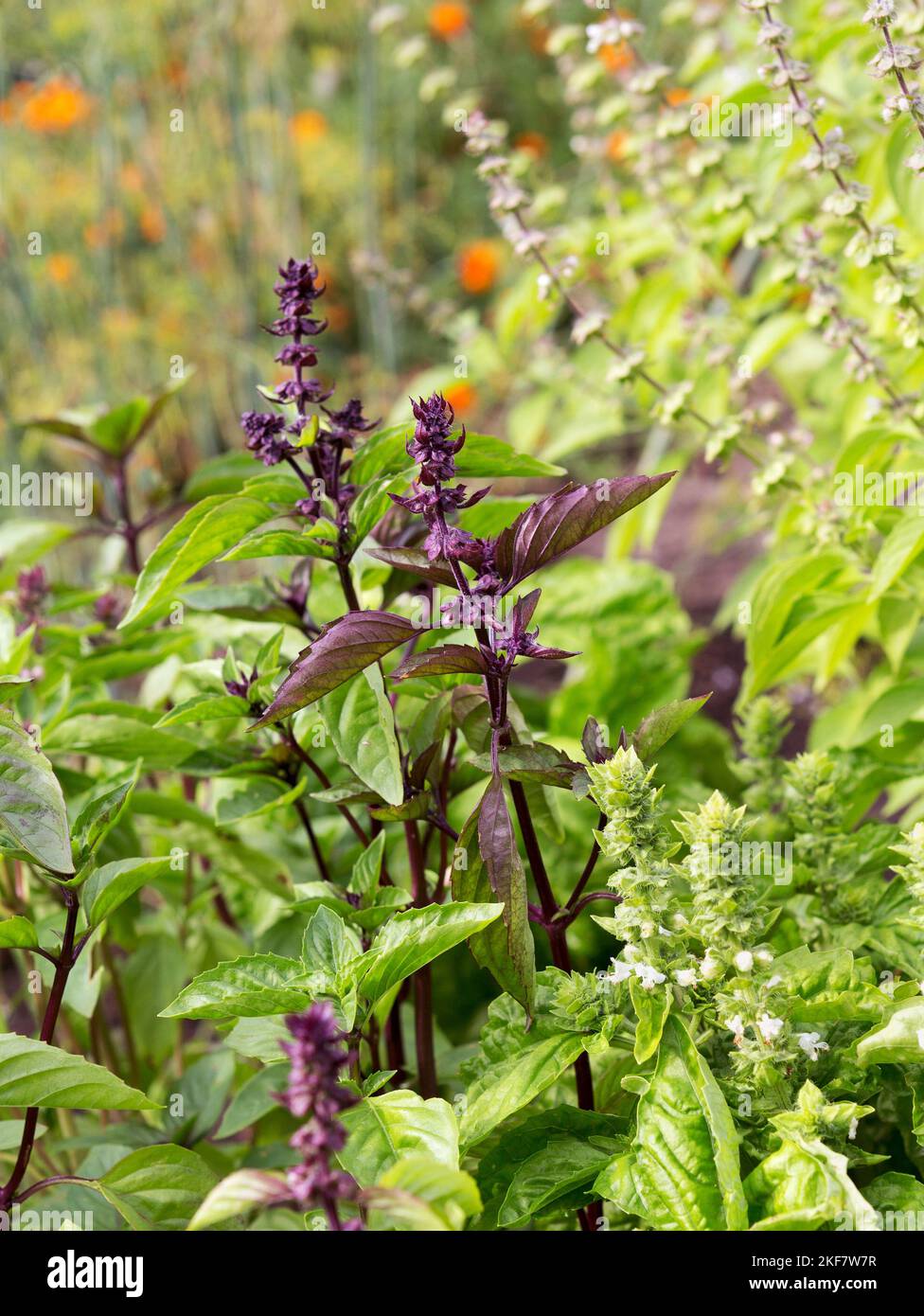 Plantas de albahaca con flores creciendo. Tipos de albahaca (verde, púrpura) Foto de stock