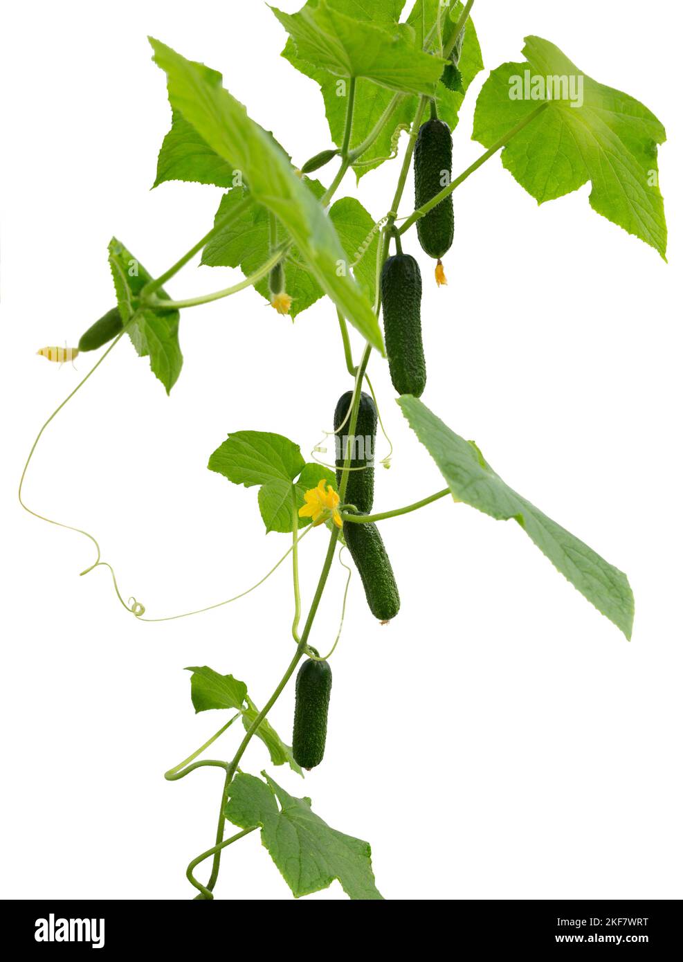 Pepinos. Pepino verde fresco con hojas y flores aisladas sobre fondo blanco. Verduras naturales alimentos orgánicos. Foto de stock