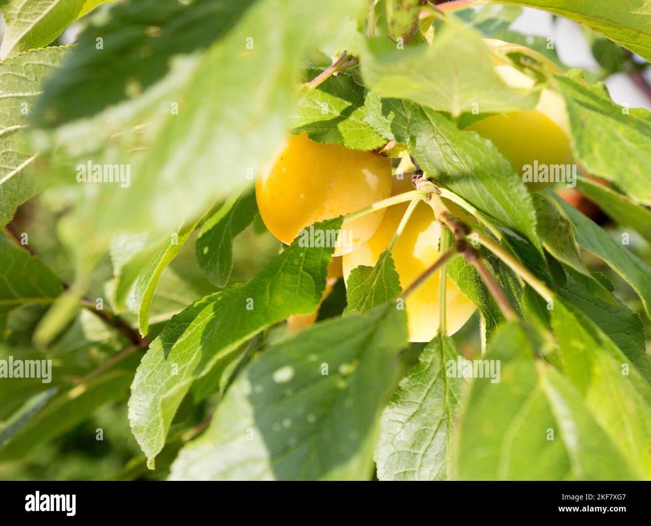 Ciruela amarilla en el árbol en un día de verano. Fondo verde. Enfoque selectivo. Foto de stock