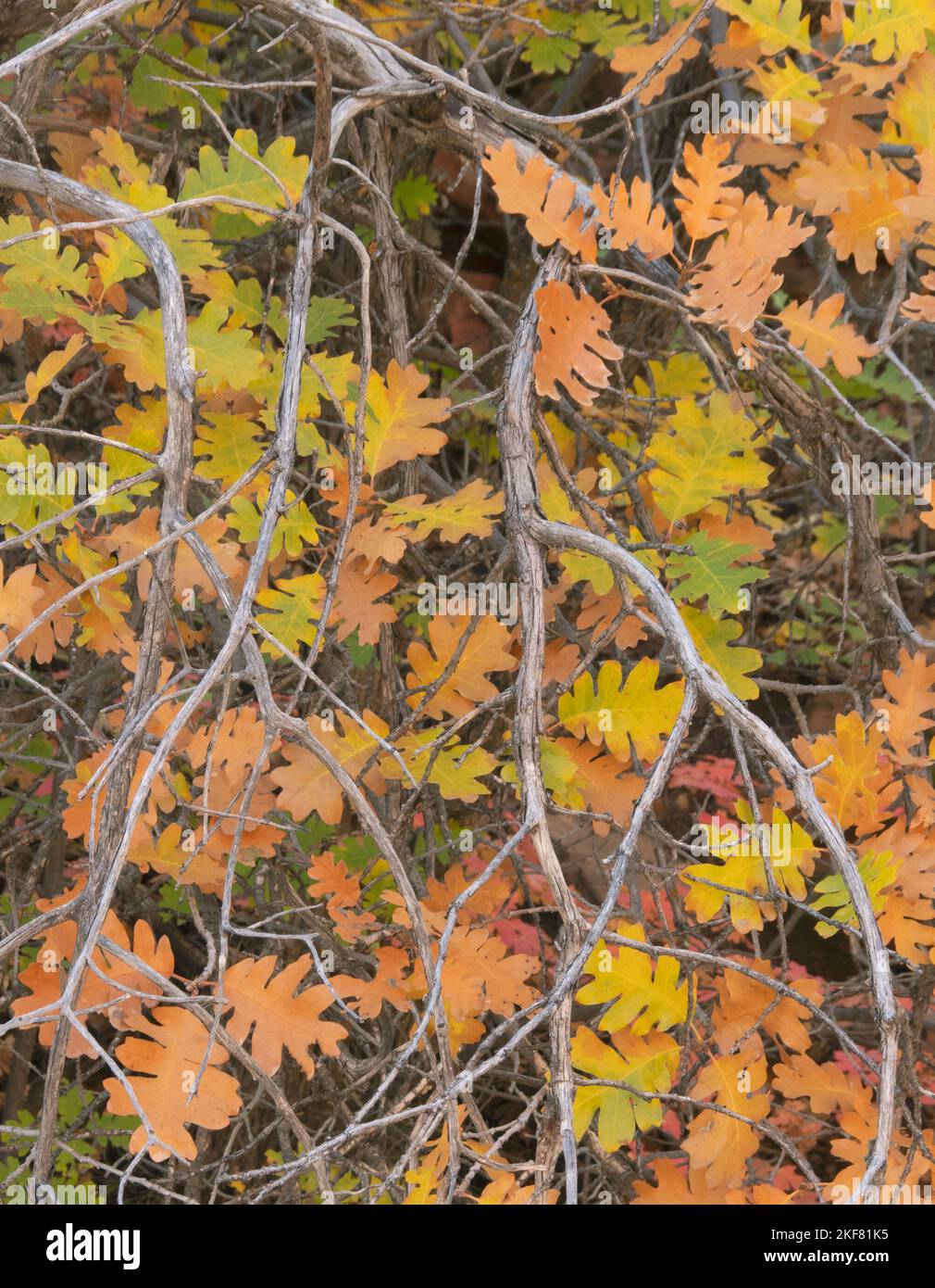Roble Gambel (Quercus gambelii), hojas de color otoñal, Parque Nacional Zion, Utah Foto de stock