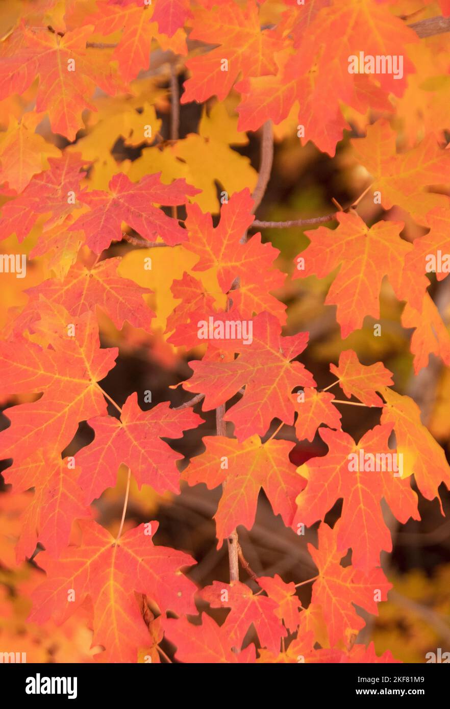 Barrón o arce de diente grande (Acer grandidentatum) Hojas de otoño, Parque Nacional Zion, Utah Foto de stock