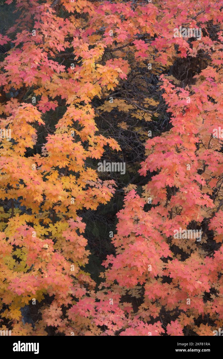 Cañón o Arce de diente Grande (Acer grandidentatum) Color otoñal, Parque Nacional Zion, Utah Foto de stock