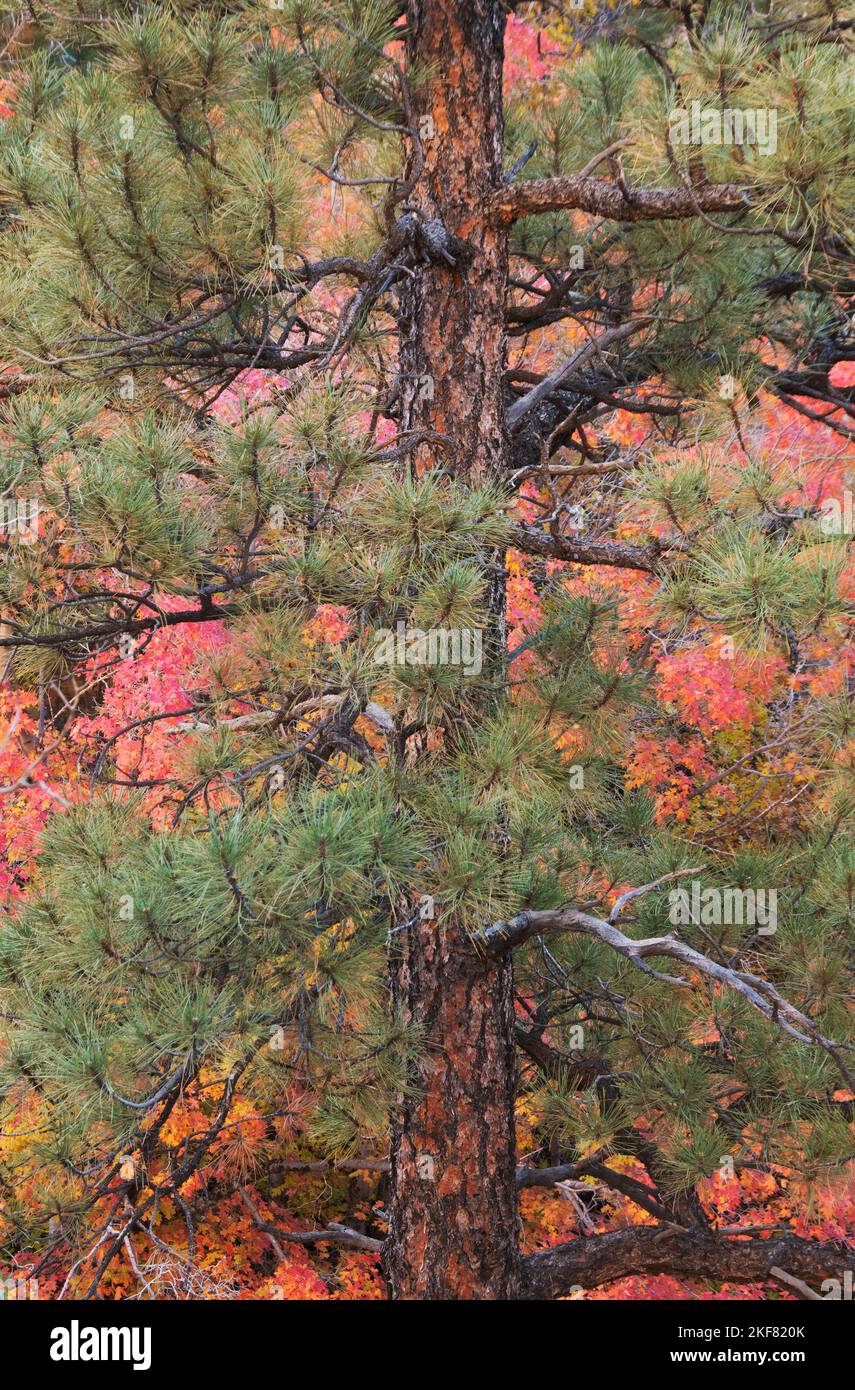 Pino Ponderosa con colores otoñales, Parque Nacional Zion, Utah Foto de stock