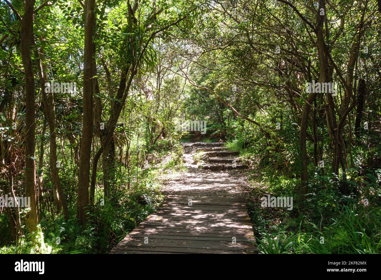 Árboles a ambos lados de la ruta Bradleys Head Walking Track en el
