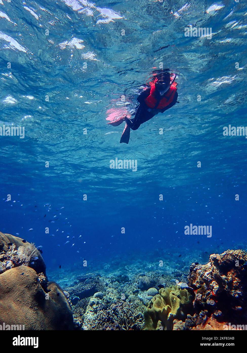 Indonesia Alor Island - Mujer de vida marina snorkeling en arrecife de coral Foto de stock