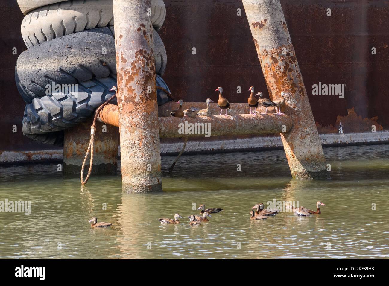 Patos silbidos de vientre negro se reunieron cerca de barcazas atracadas en el río Mississippi en Nueva Orleans, Louisiana, EE.UU Foto de stock