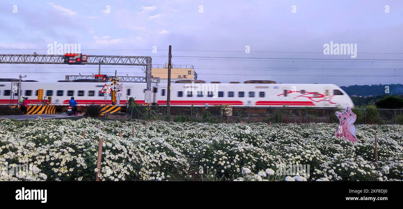 Miaoli Tonggong, Taiwán - Nov 16, 2022 : Vista hermosa Tonggong Crisanthemum Temporada, Taiwán Foto de stock