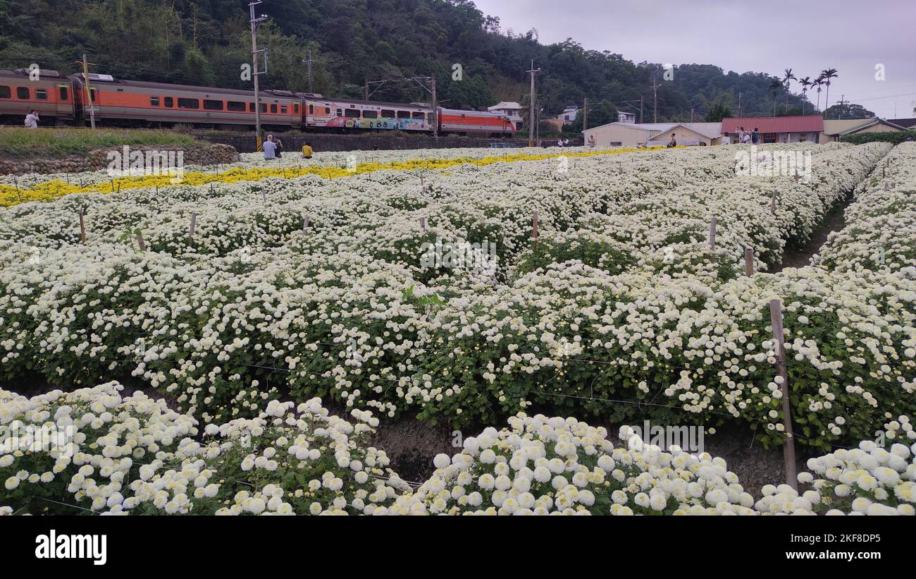 Miaoli Tonggong, Taiwán - Nov 16, 2022 : Vista hermosa Tonggong Crisanthemum Temporada, Taiwán Foto de stock