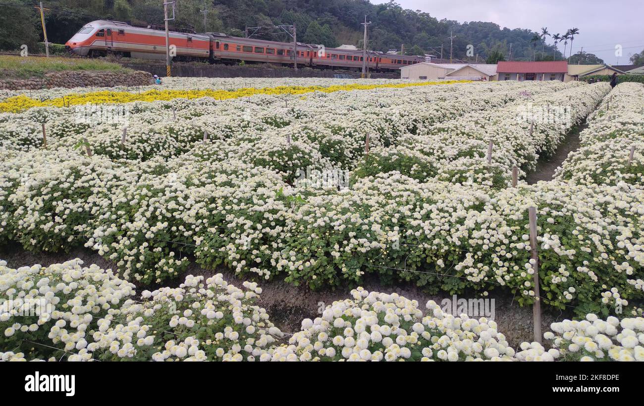 Miaoli Tonggong, Taiwán - Nov 16, 2022 : Vista hermosa Tonggong Crisanthemum Temporada, Taiwán Foto de stock