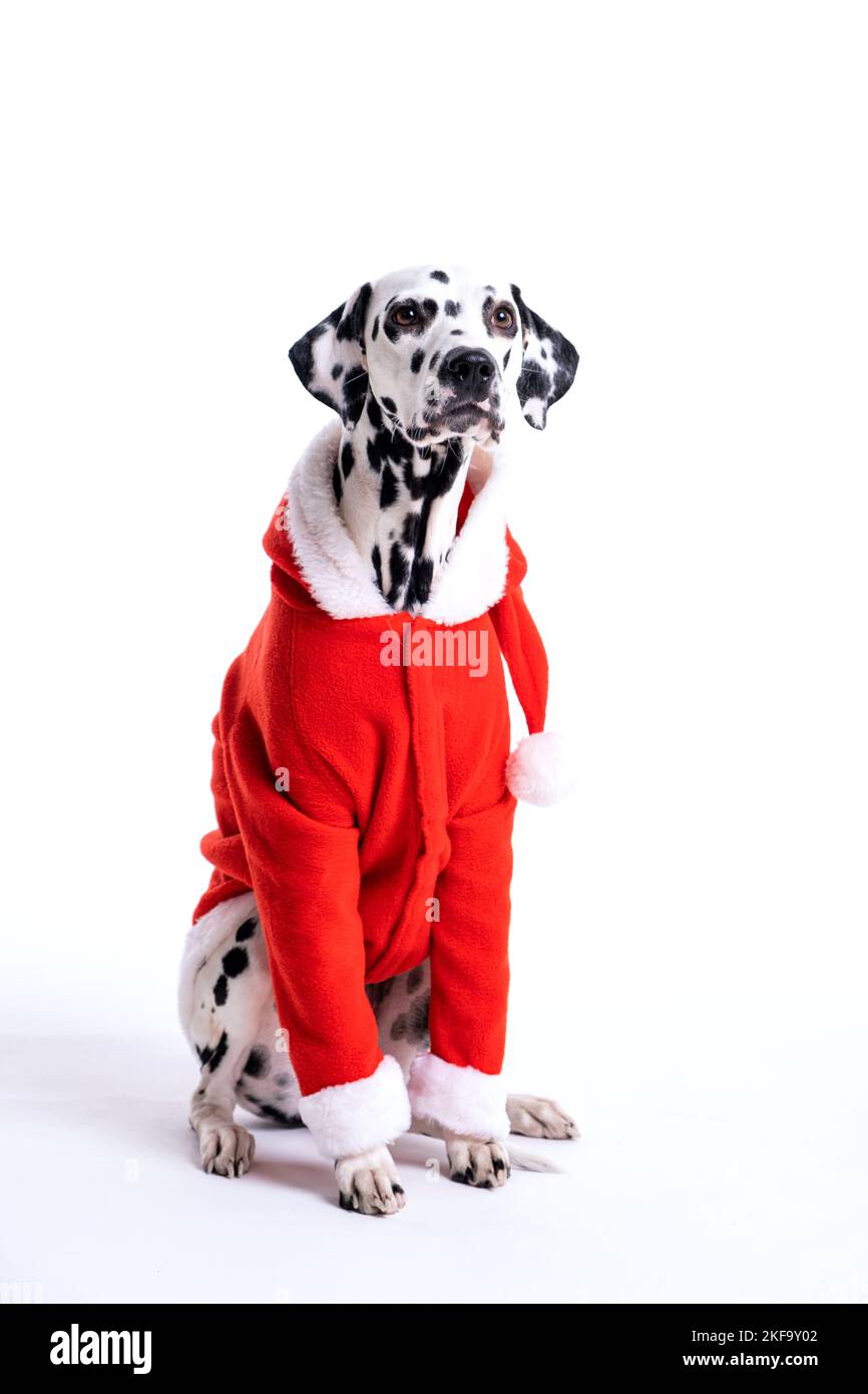 Dalmatian dog costume fotografías e imágenes de alta resolución Alamy