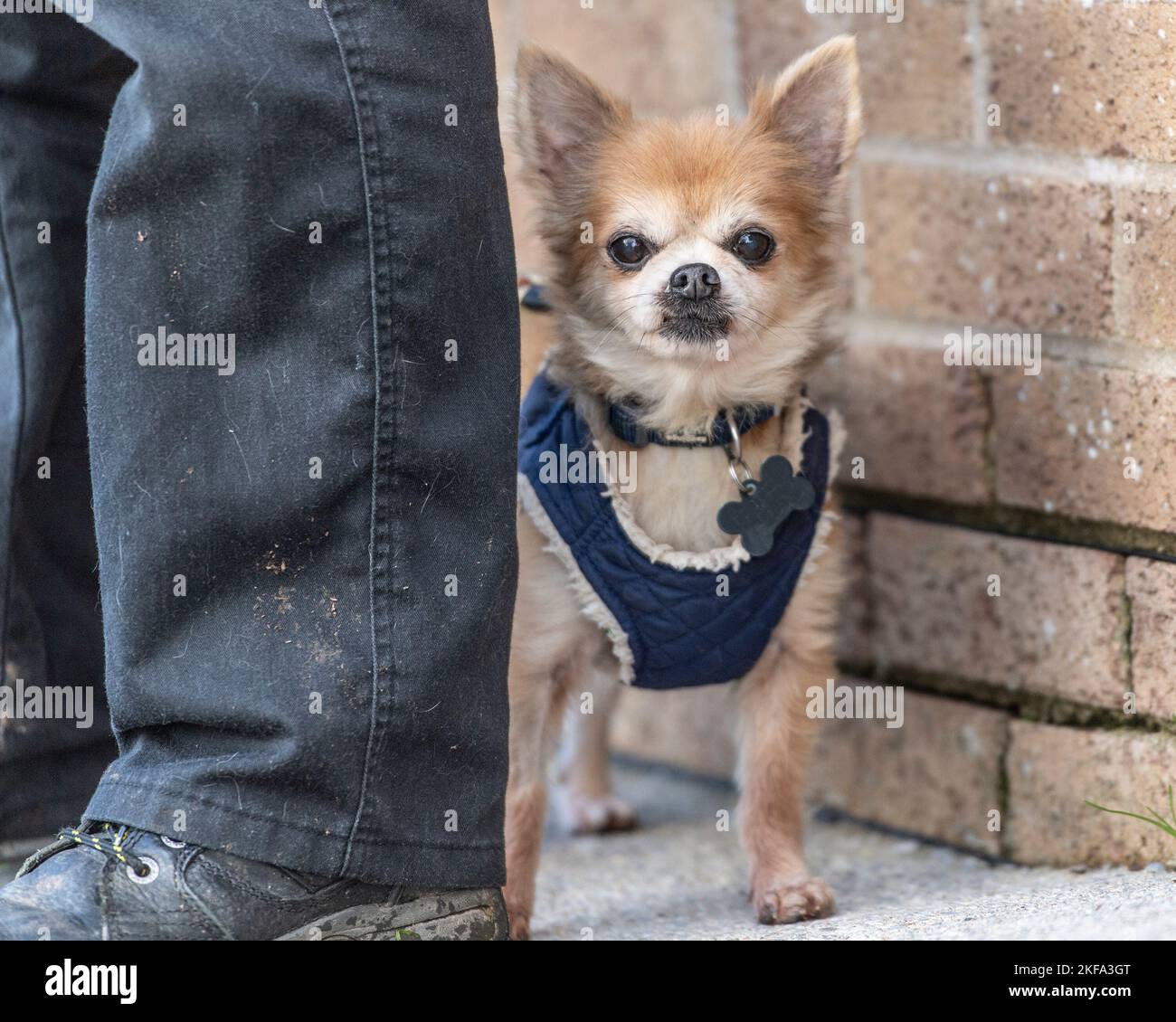 Chihuahua pelo largo Foto de stock