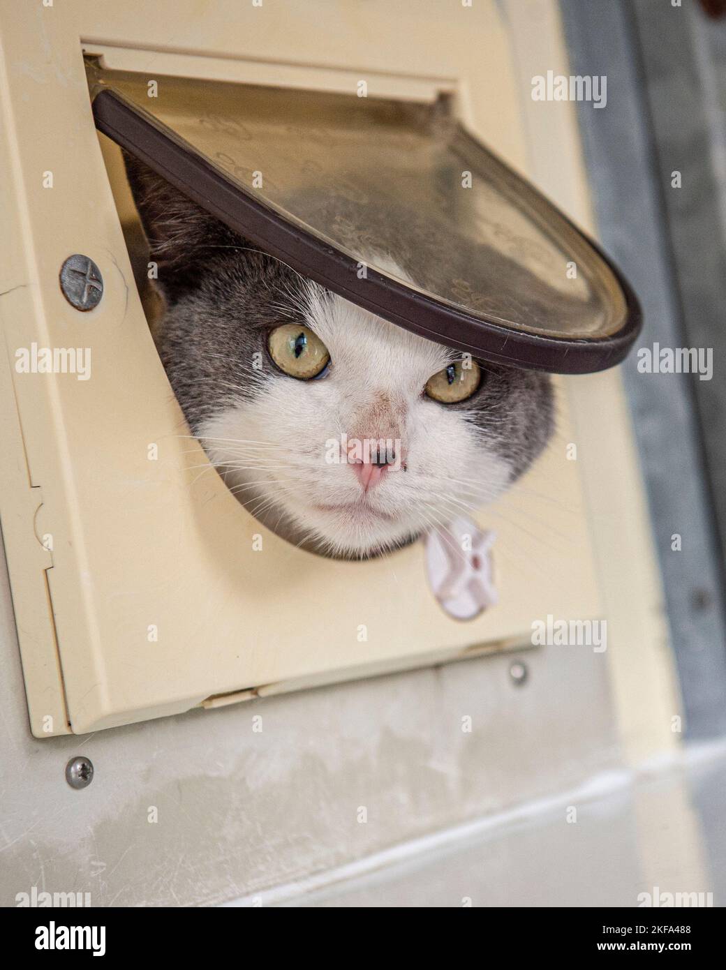 gato mirando a través de un catflap Foto de stock
