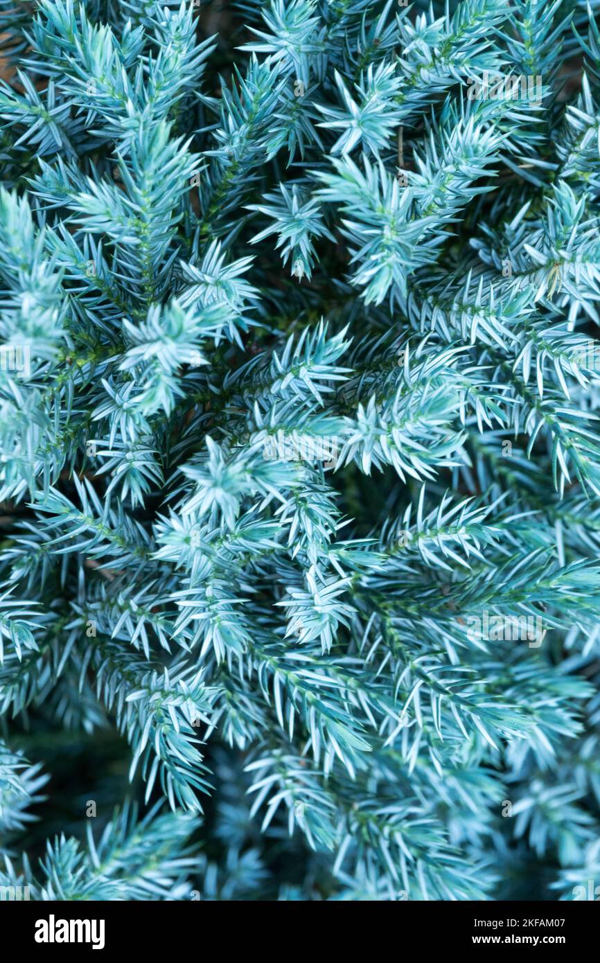 Enebro juniperus squamata 'Estrella azul' Foto de stock