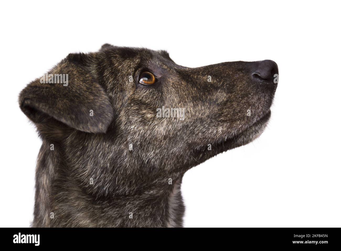 Perro majorero fotografías e imágenes de alta resolución Alamy