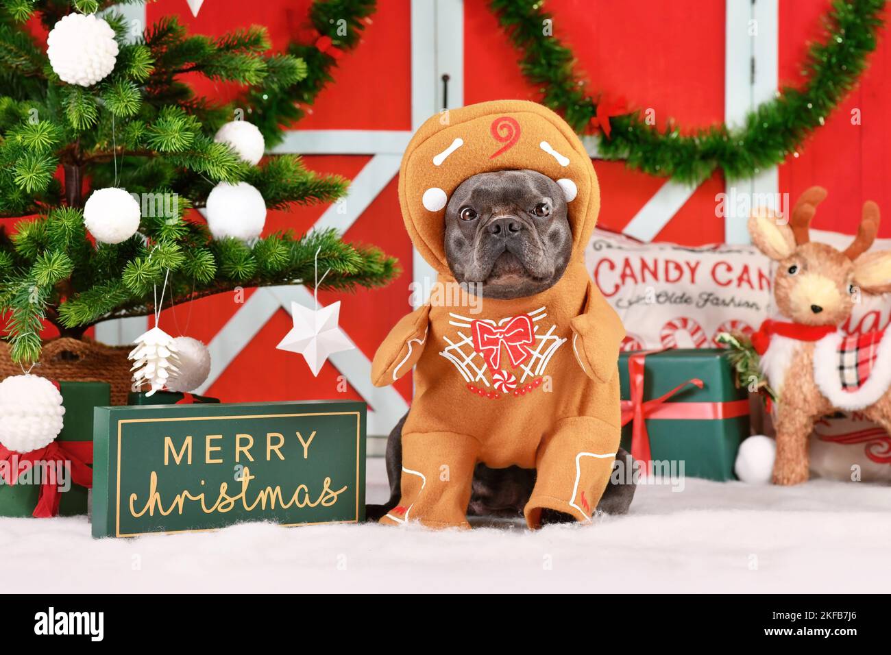 Divertido perro traje de Navidad. Bulldog francés con conjunto de pan de jengibre con brazos rodeados de decoración festiva Foto de stock