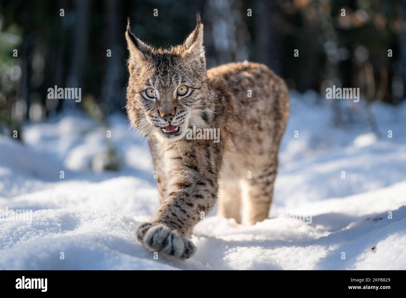 Foto de cerca de cachorro de lince caminando en el bosque nevado de invierno con la boca abierta. Animales silvestres lince en hábitat natural. Foto de stock