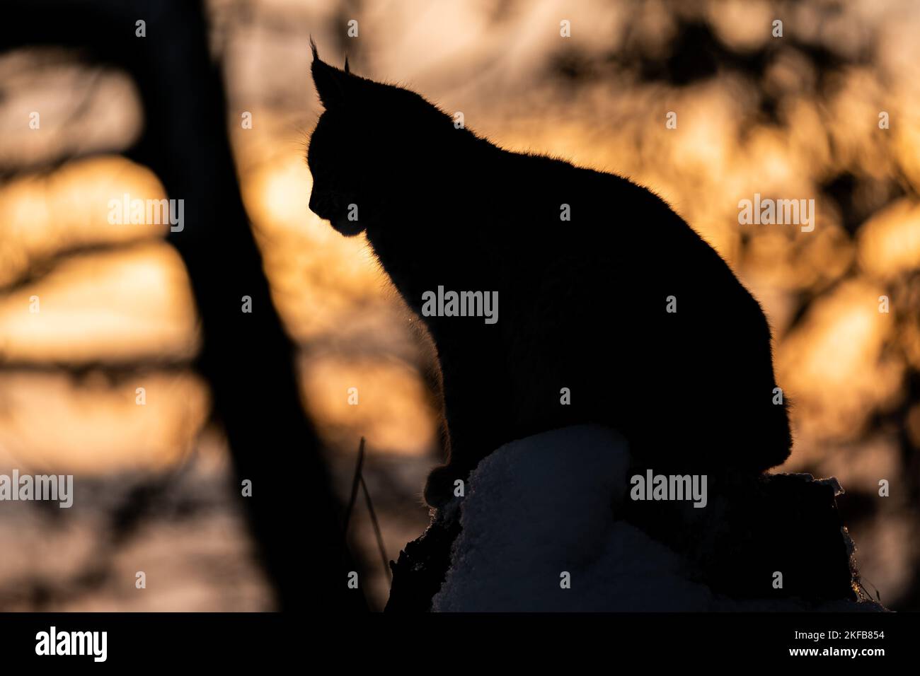 Silueta de un lince sentado en un bosque con puesta de sol en el fondo. Puesta de sol naranja con un lince salvaje en primer plano Foto de stock