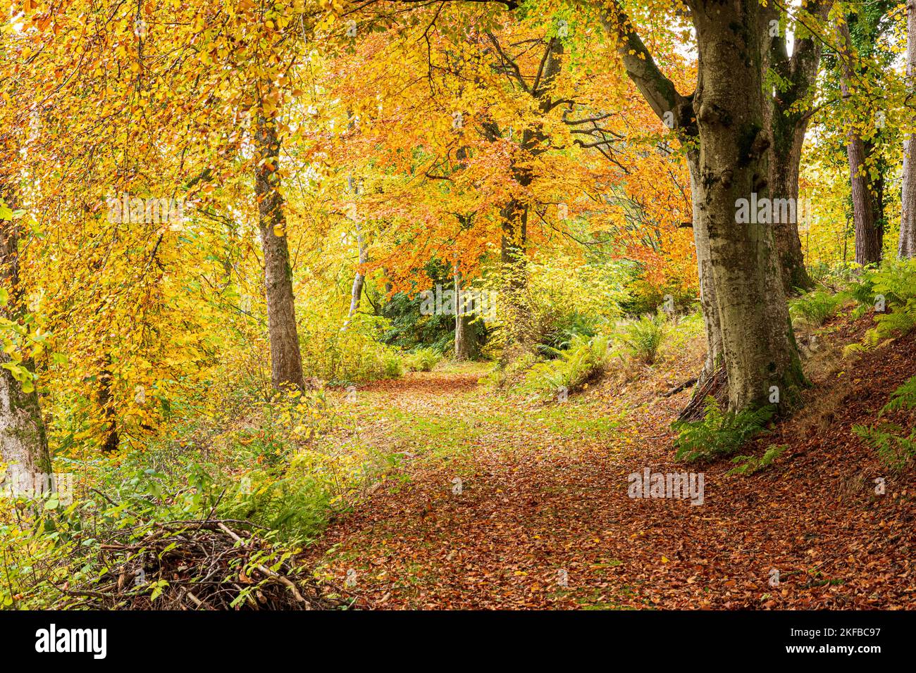 Colores otoñales en los bosques de Blairmore House cerca de Torry, Aberdeenshire, Escocia, Reino Unido Foto de stock