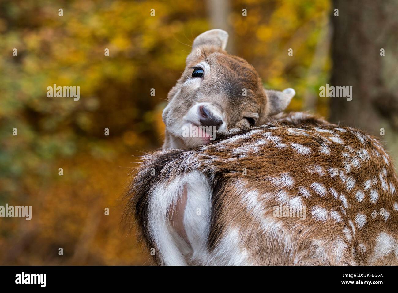 Ciervo en barbecho europeo (Dama dama) primer plano de fawn arreglando su piel en el bosque de otoño Foto de stock