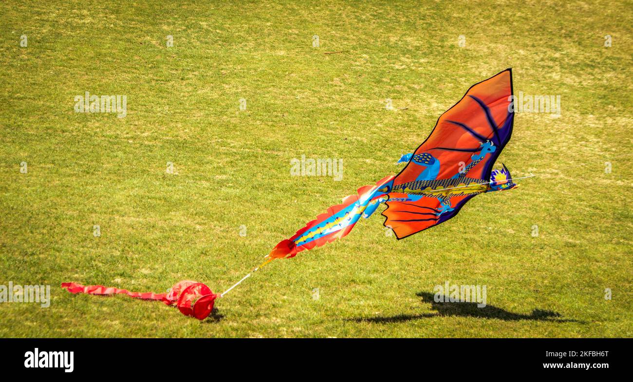 Cometa de dragón que viene en un aterrizaje del choque con fondo corto de la hierba y la sombra del dragón en el suelo. Foto de stock