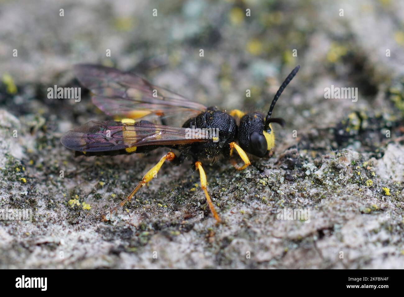 La cola ornamentada Digger Wasp en la piedra, macro vista Foto de stock