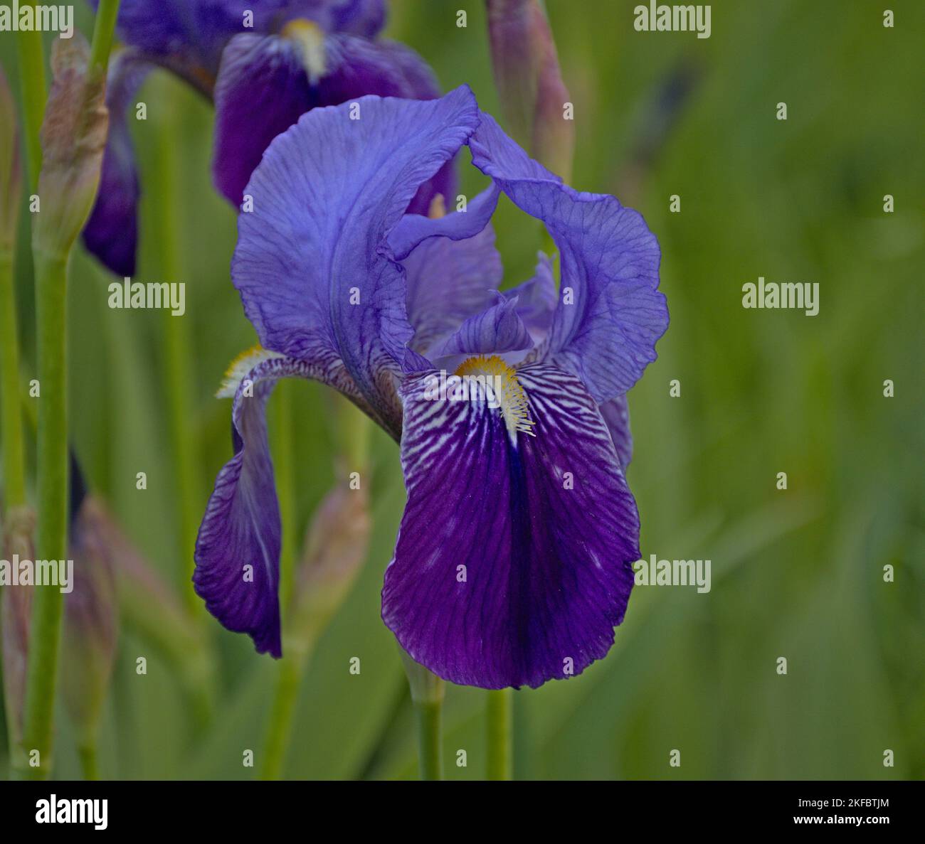 Macro fotografía de Blue Lily, Iris Germanica. Tradicionalmente cultivado en jardines, flores púrpura y azul. Foto de stock
