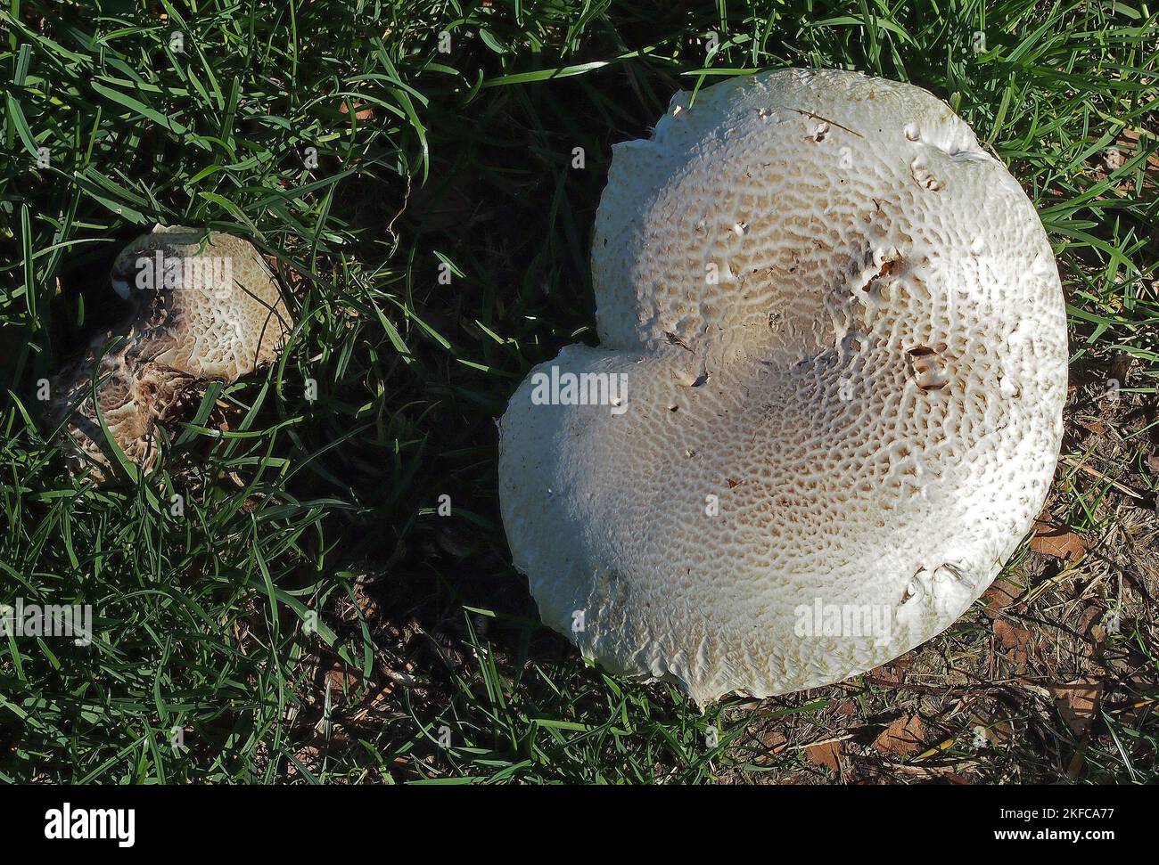 Dos hongos en Cann Park, Union City, California Foto de stock