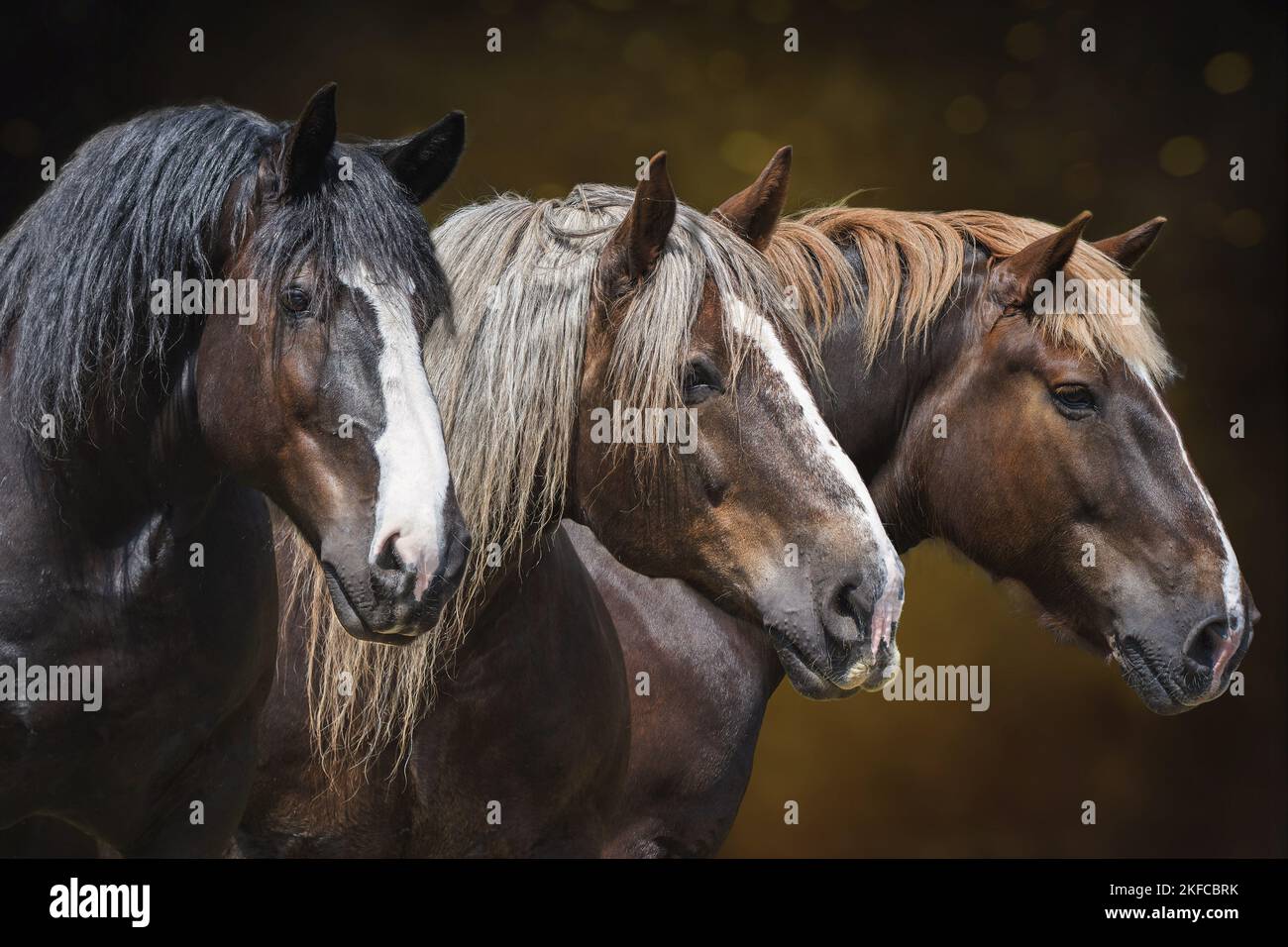 Noriker Horse con Percheron Foto de stock