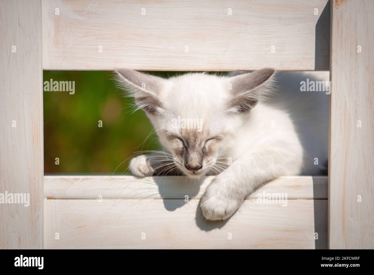 Dormir gatito balinés Foto de stock