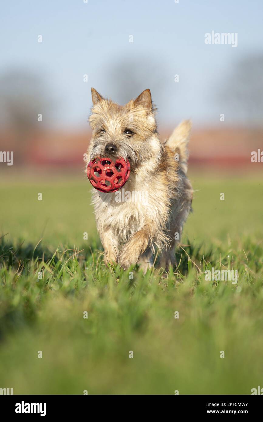Cairn Terrier recupera Ball Foto de stock