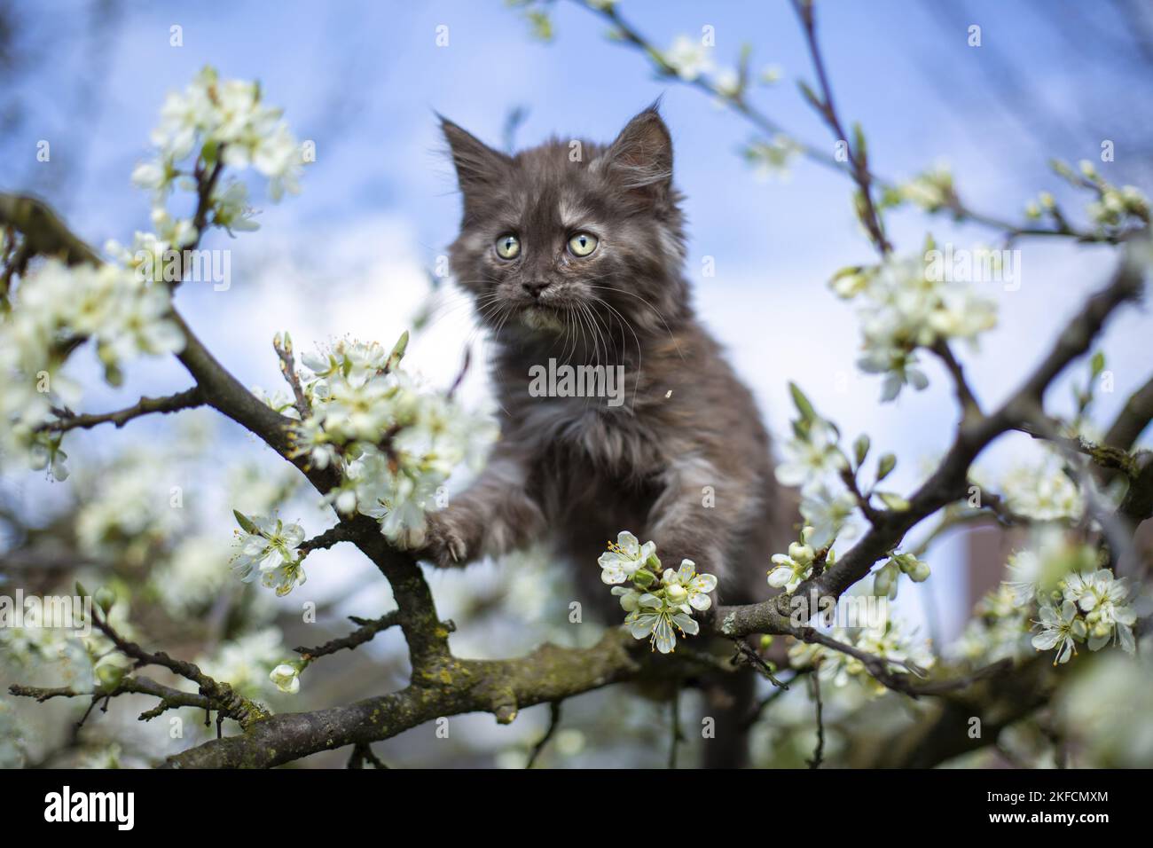 Gatito de Maine Coon en árbol Foto de stock