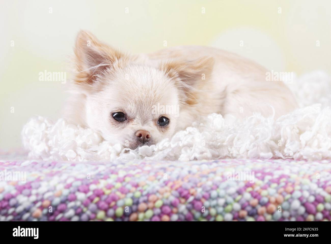Mentir Chin Chi Puppy Foto de stock