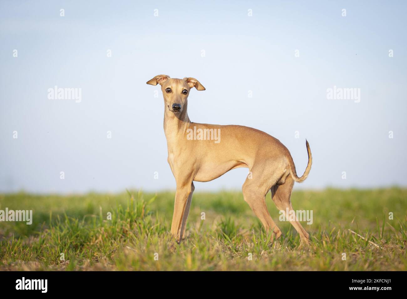 Greyhound italiano Foto de stock