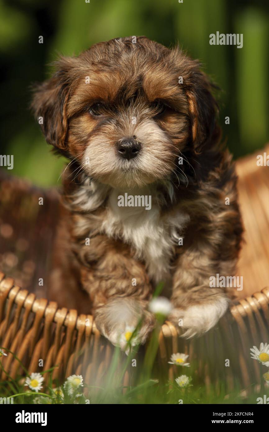 Cachorro de Habaneso en una cesta Foto de stock