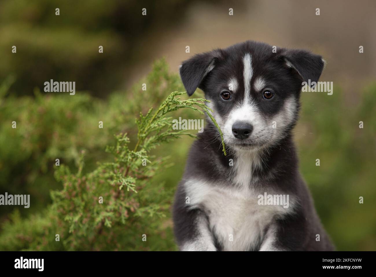 Retrato de cachorro de Husky Foto de stock