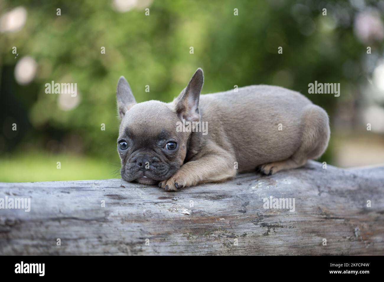 Cachorro bulldog francés Foto de stock