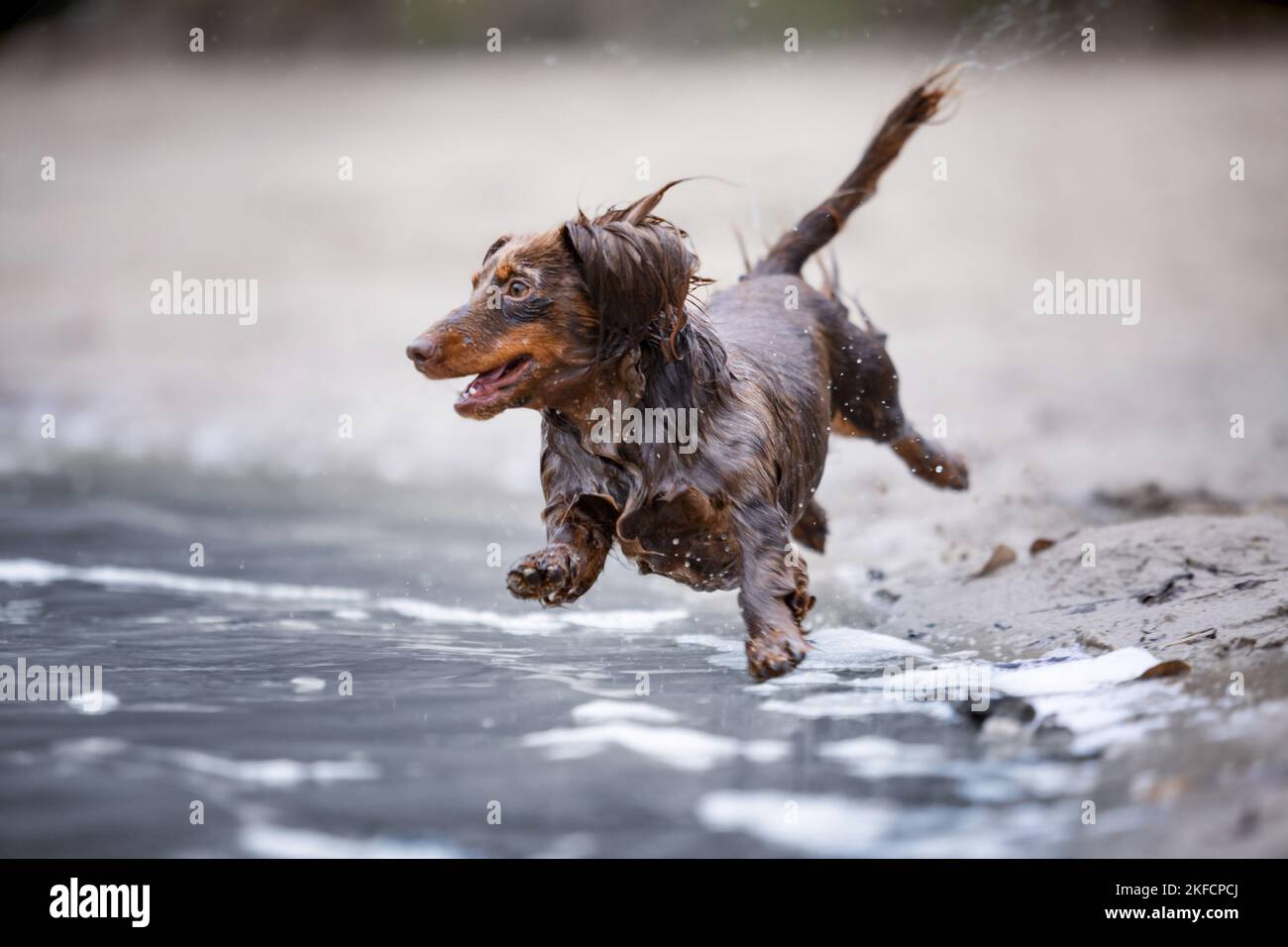 dachshund corre en el agua Foto de stock