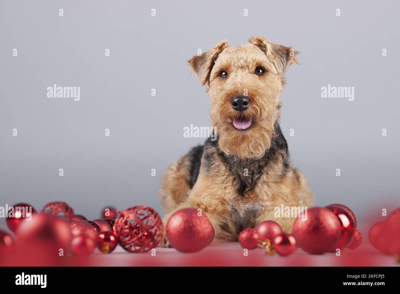 Terrier galés entre la decoración de Navidad Foto de stock