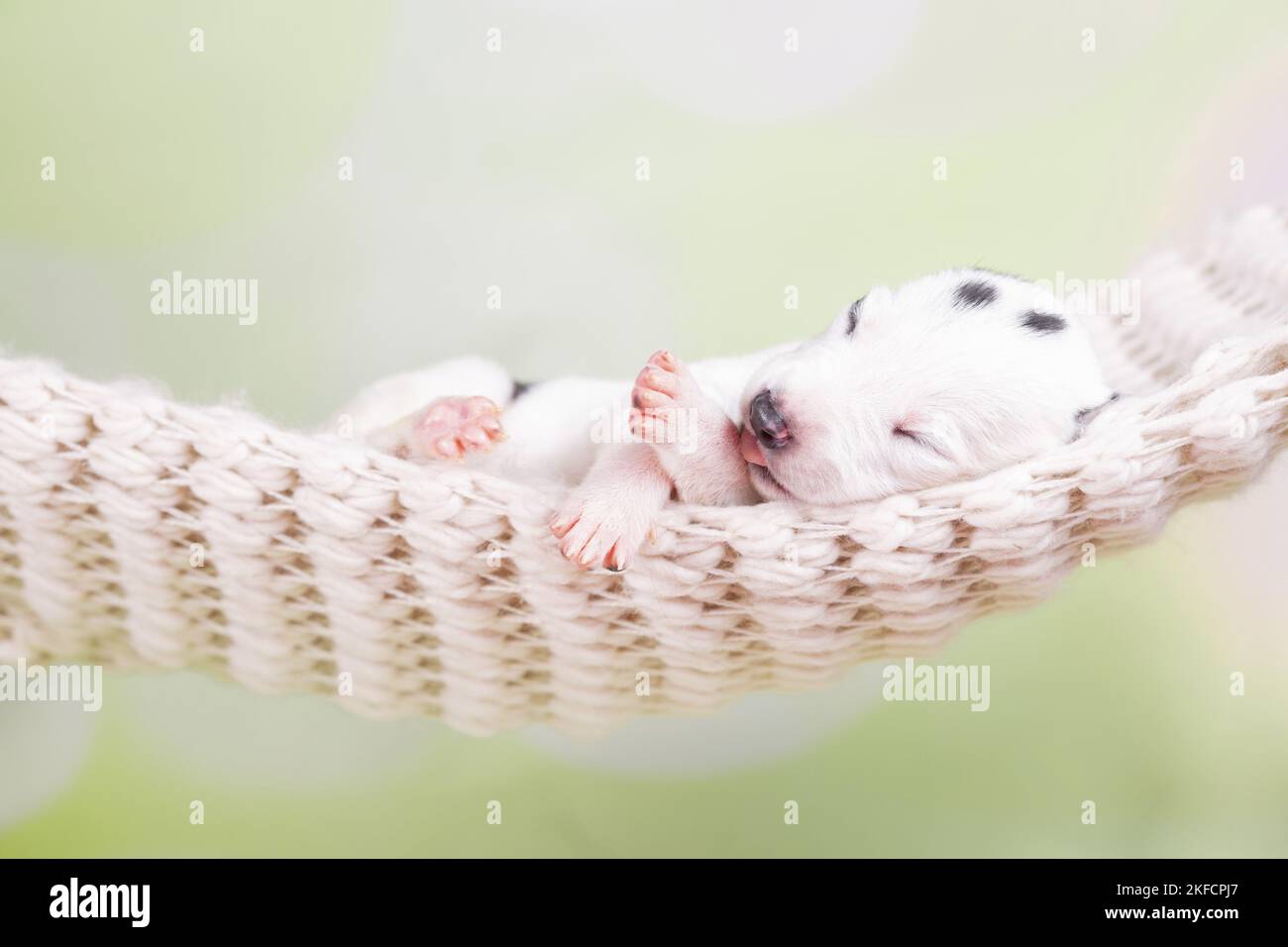 El perrito Greyhound duerme en una hamaca Foto de stock
