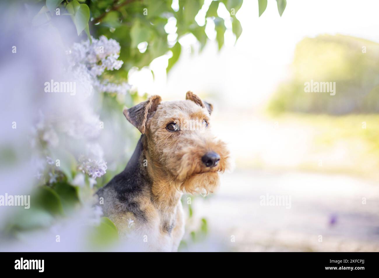 Terrier galés en frente de arbusto lila Foto de stock