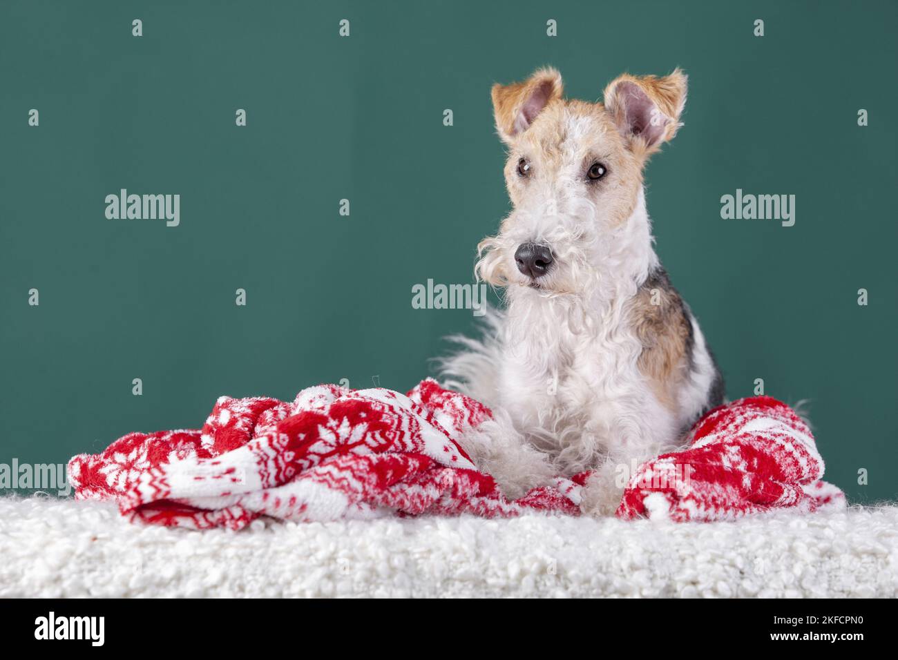 Terrier de zorro con decoración de navidad Foto de stock