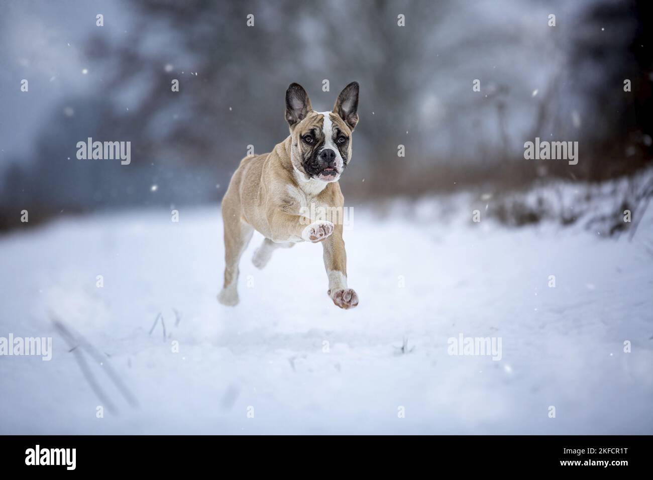 Alapaha Bulldog Sangre Azul en el invierno Foto de stock